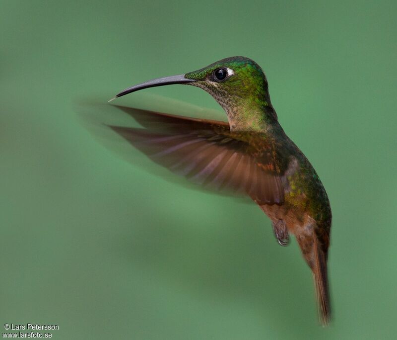 Fawn-breasted Brilliant