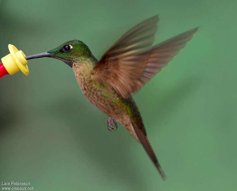 Fawn-breasted Brilliant, Flight, eats