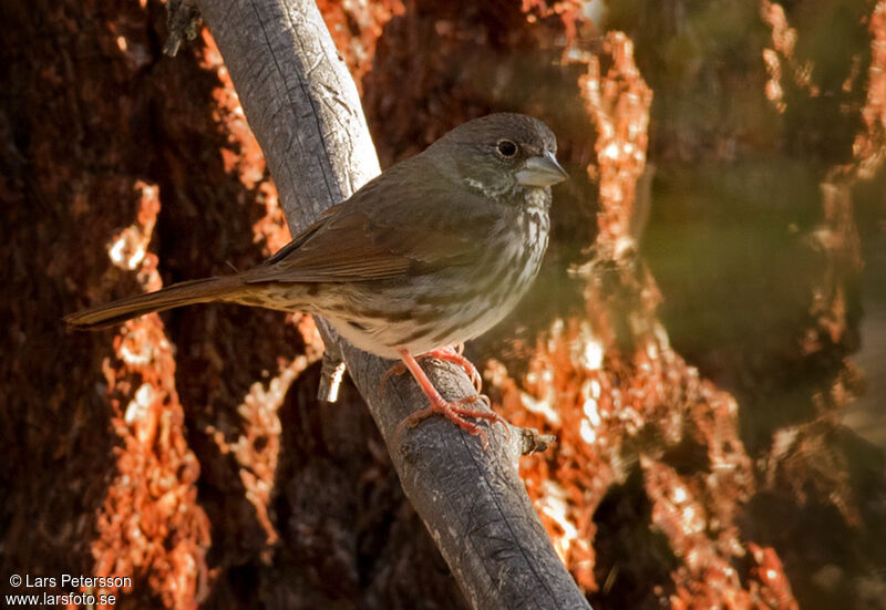 Thick-billed Fox Sparrow