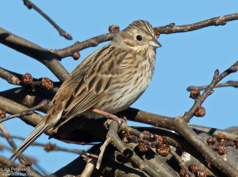 Pine Bunting female adult, identification