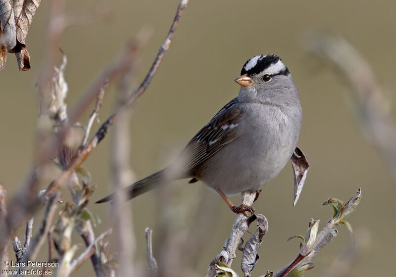 Bruant à couronne blanche