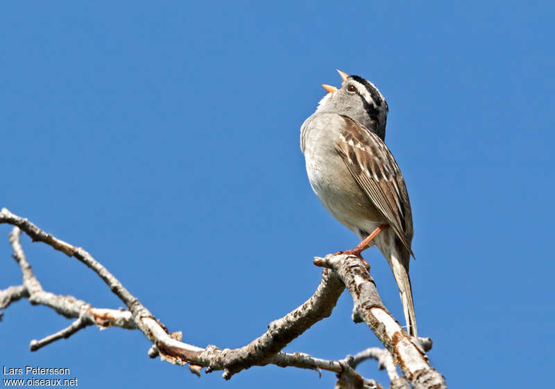 Bruant à couronne blanche mâle adulte nuptial, chant