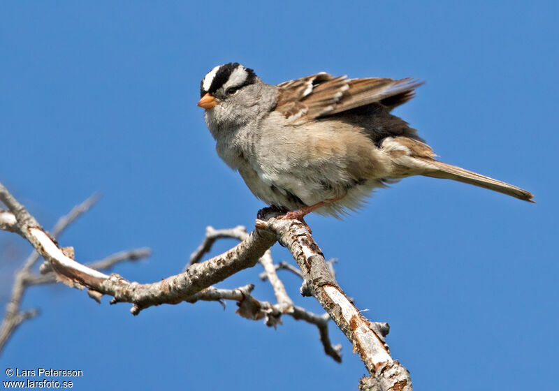 Bruant à couronne blanche