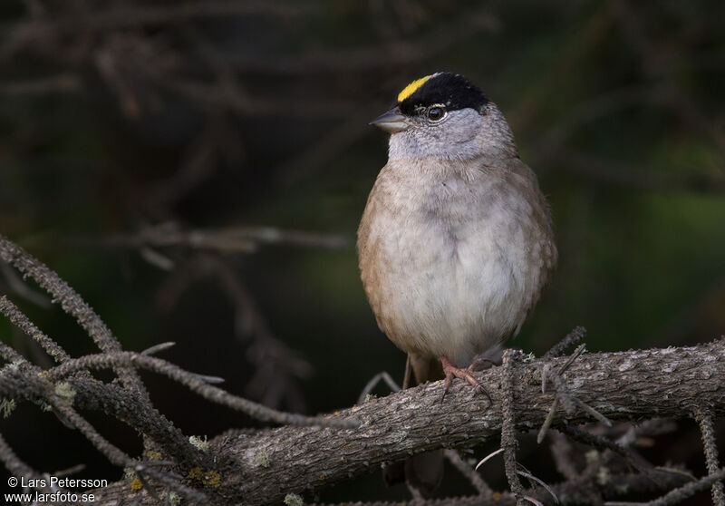 Golden-crowned Sparrow