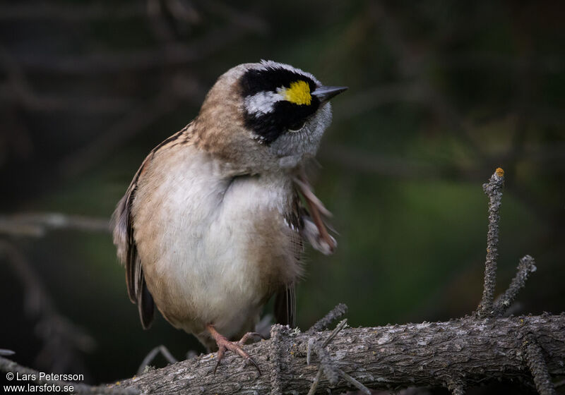 Bruant à couronne dorée