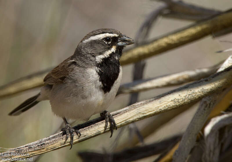 Black-throated Sparrowadult, identification