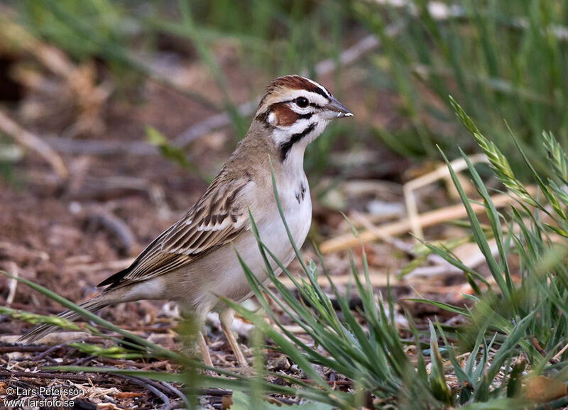 Lark Sparrow