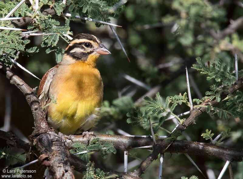 Bruant à poitrine dorée