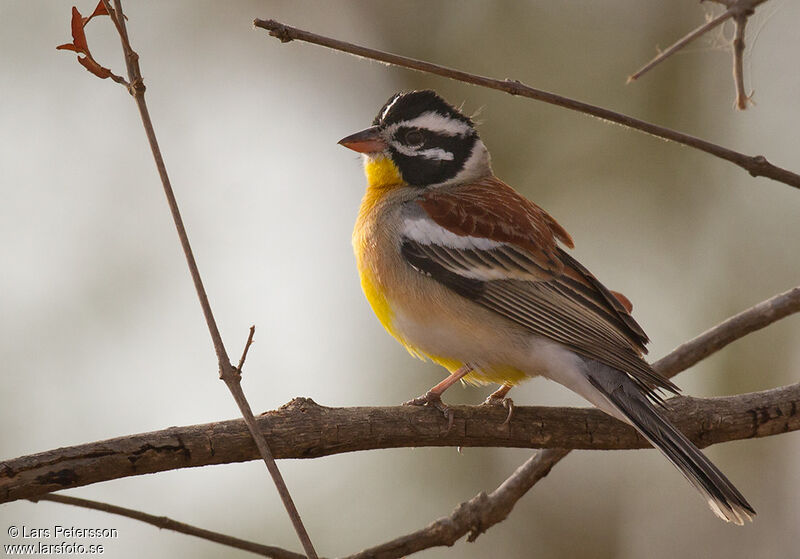 Bruant à poitrine dorée