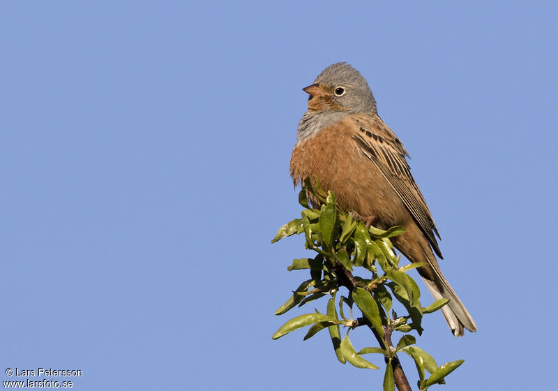 Cretzschmar's Bunting male adult breeding, pigmentation, Behaviour