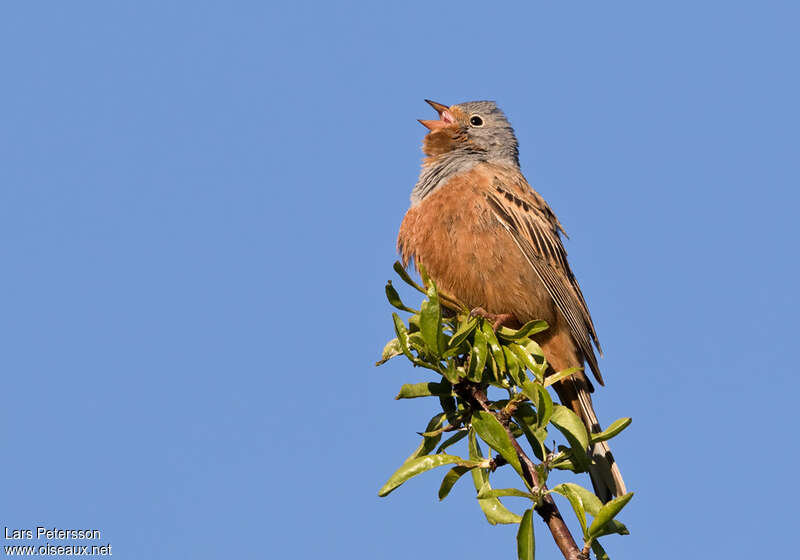 Cretzschmar's Bunting male adult breeding, pigmentation, song