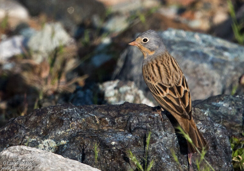 Cretzschmar's Bunting