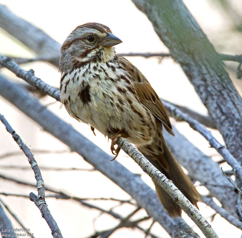 Song Sparrowadult, close-up portrait