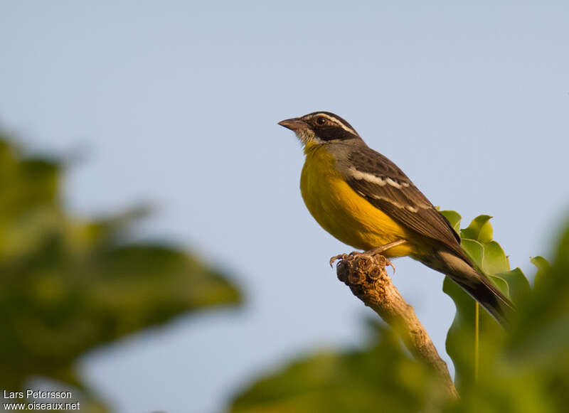 Cabanis's Bunting male adult, identification