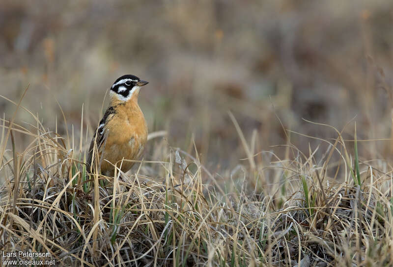 Smith's Longspur male adult, close-up portrait