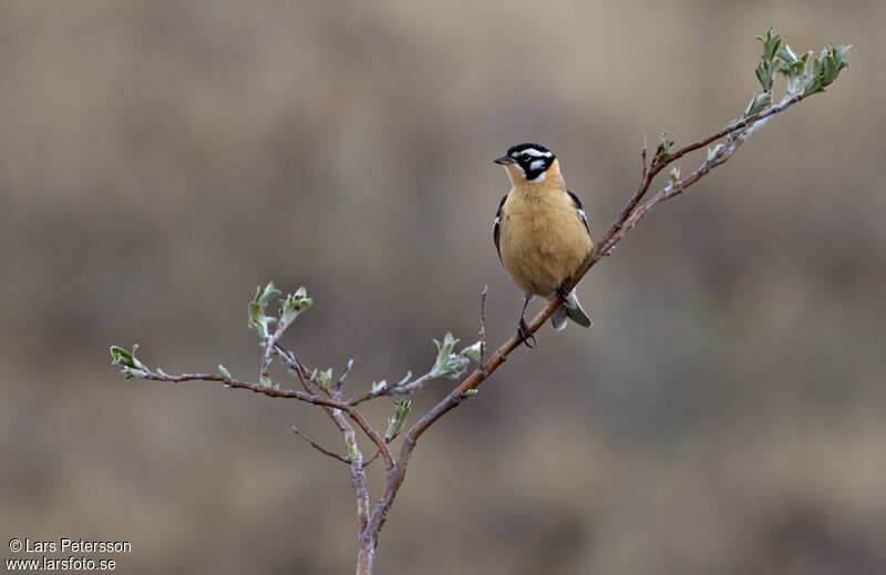 Smith's Longspur