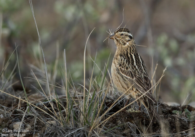 Smith's Longspur