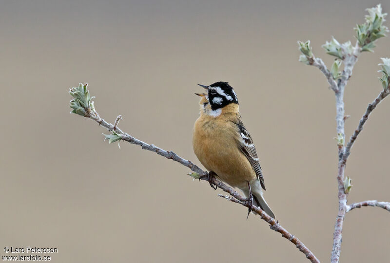 Smith's Longspur