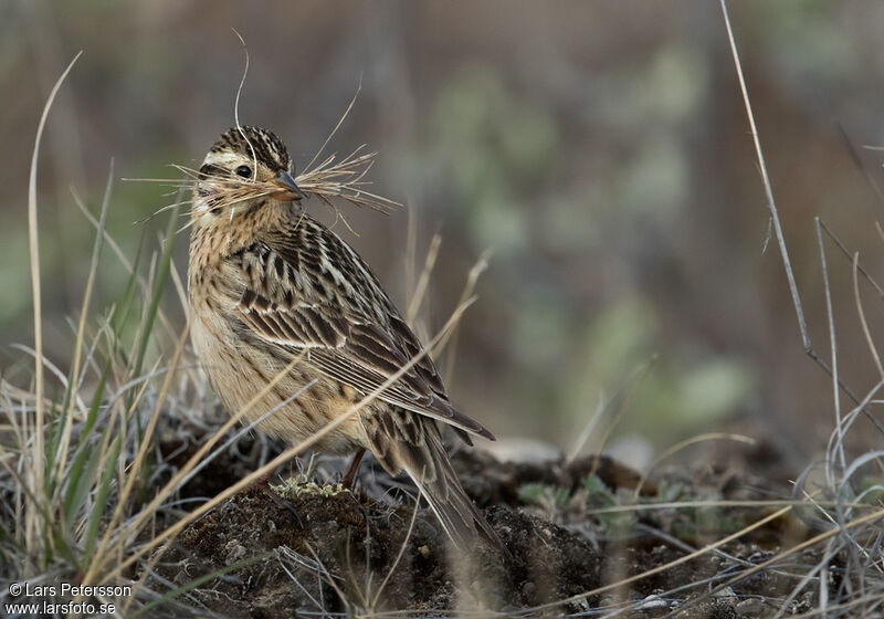 Smith's Longspur