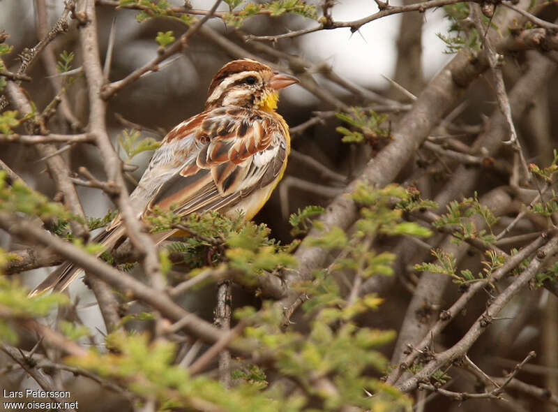 Somali Bunting female adult, identification