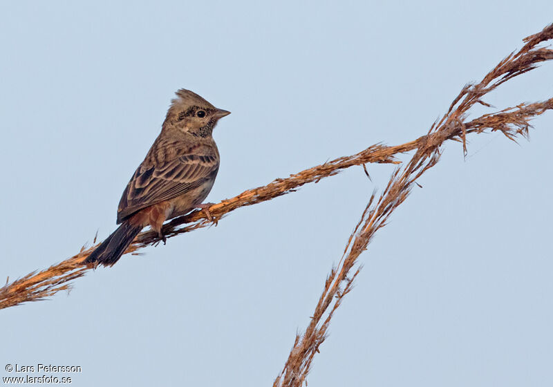 White-capped Bunting