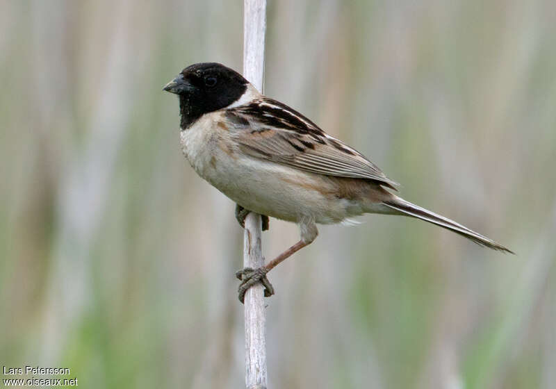 Bruant de Yéso mâle adulte, identification