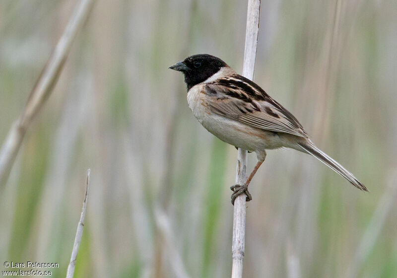 Ochre-rumped Bunting