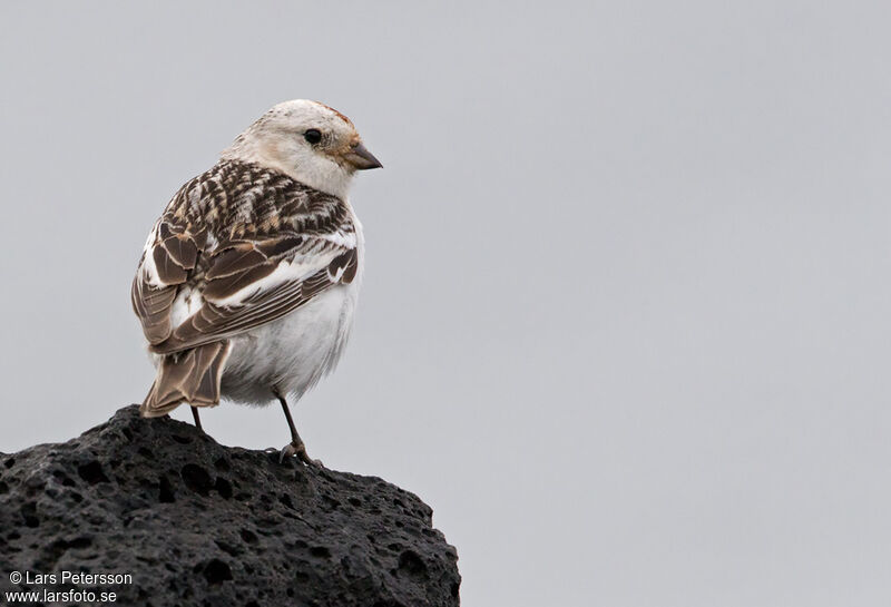 Snow Bunting