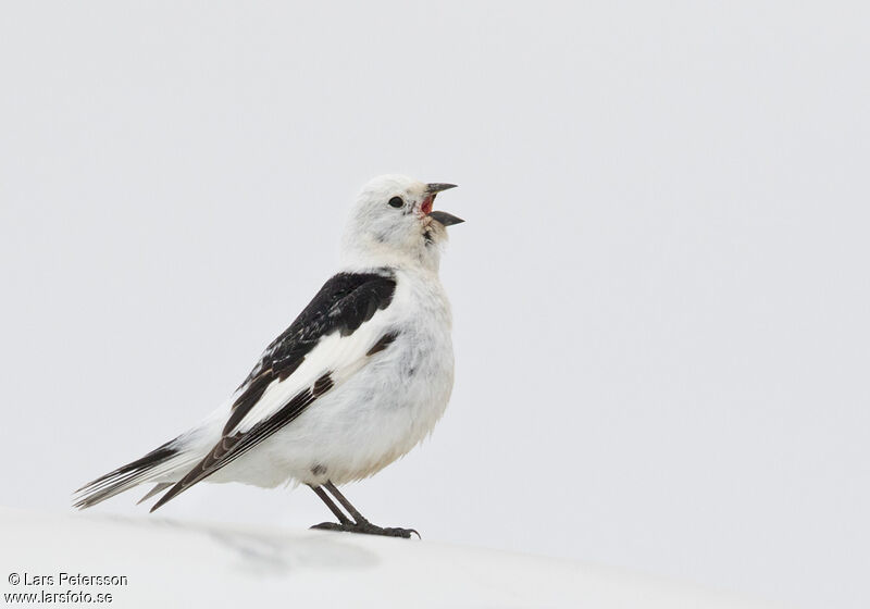 Snow Bunting