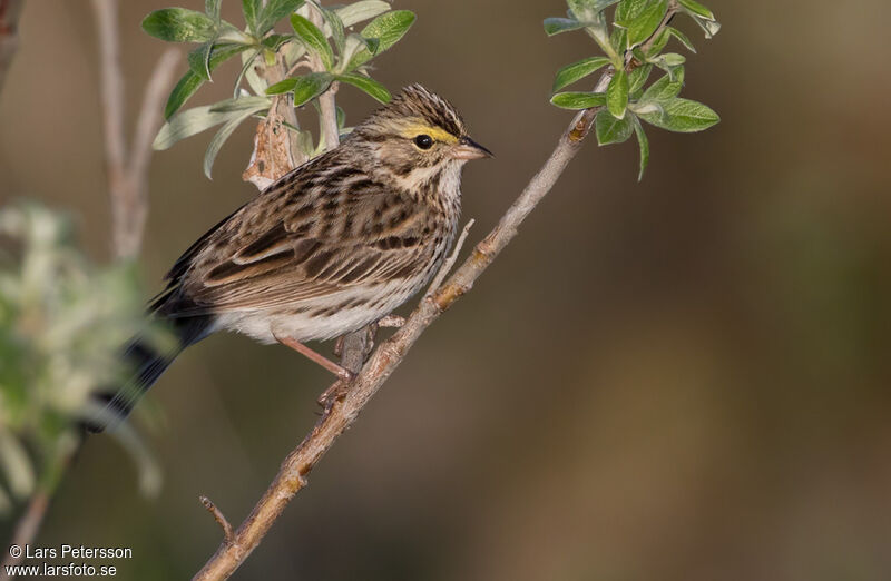 Savannah Sparrow