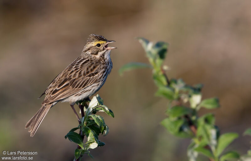 Savannah Sparrow