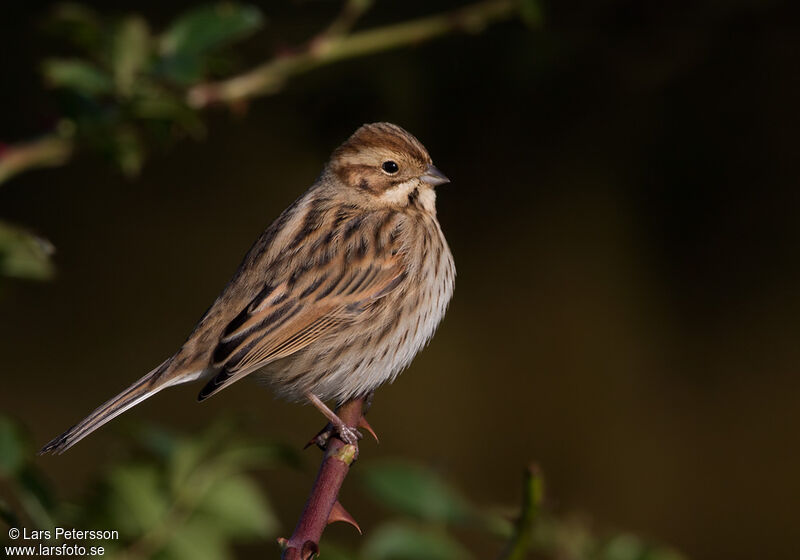 Common Reed Bunting