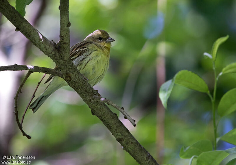 Yellow Bunting