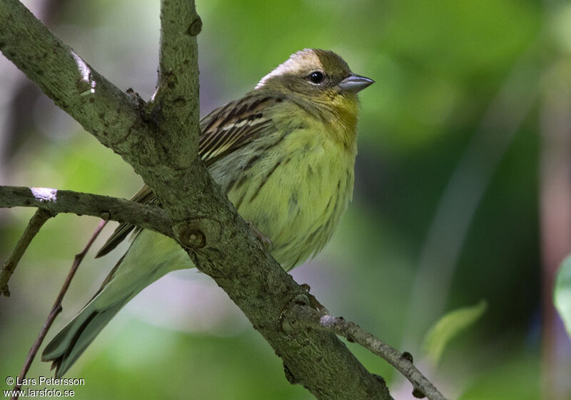 Yellow Bunting