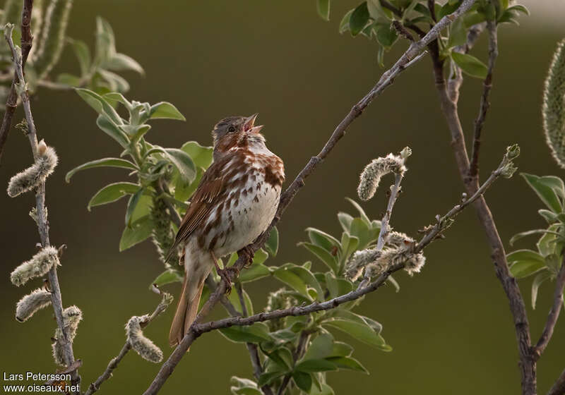 Red Fox Sparrow male adult, pigmentation, song