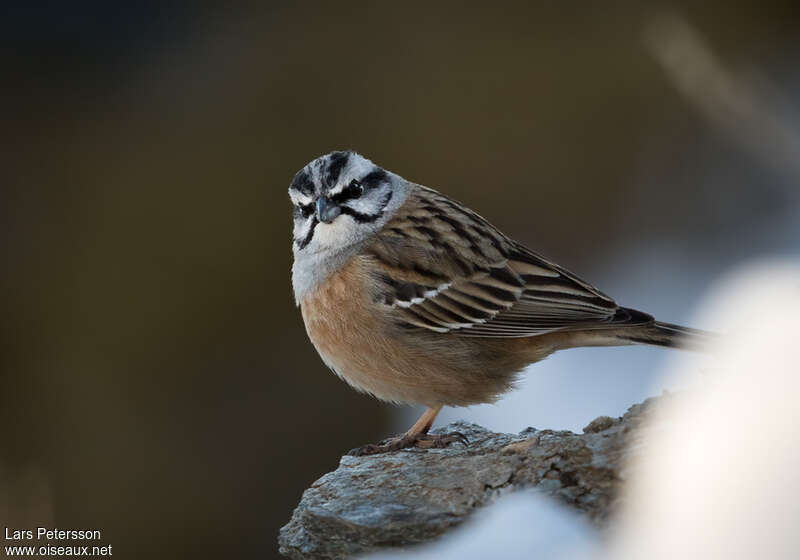 Bruant fou mâle adulte, portrait