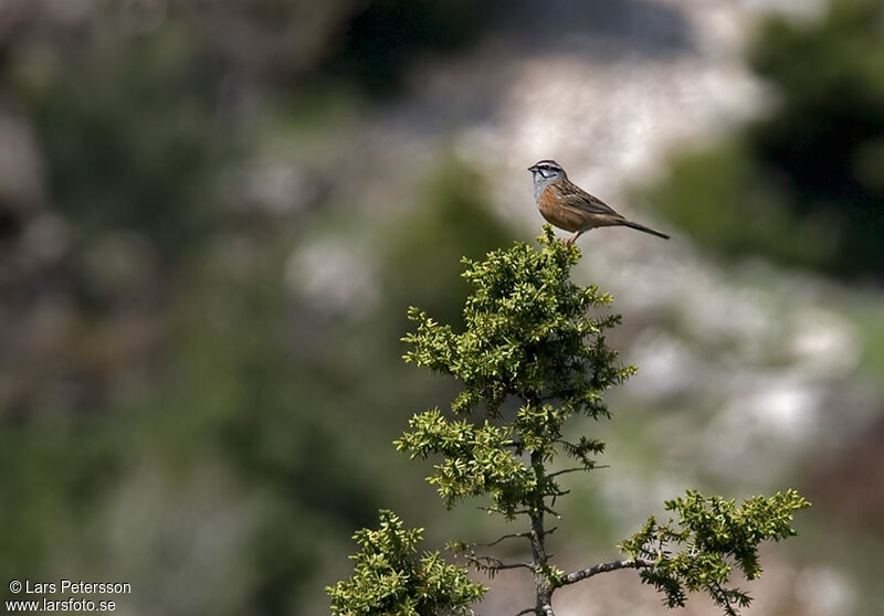 Rock Bunting