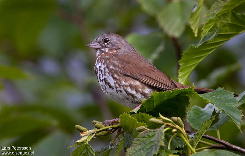 Bruant fuligineuxadulte, identification