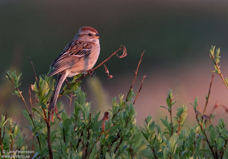 American Tree Sparrow