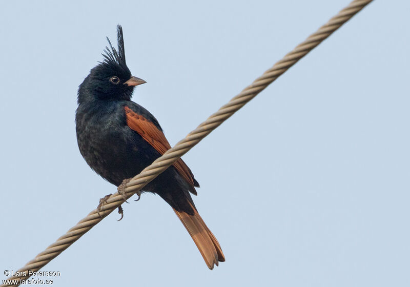 Crested Bunting