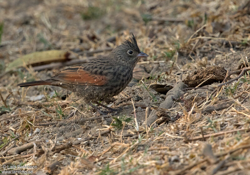 Crested Bunting