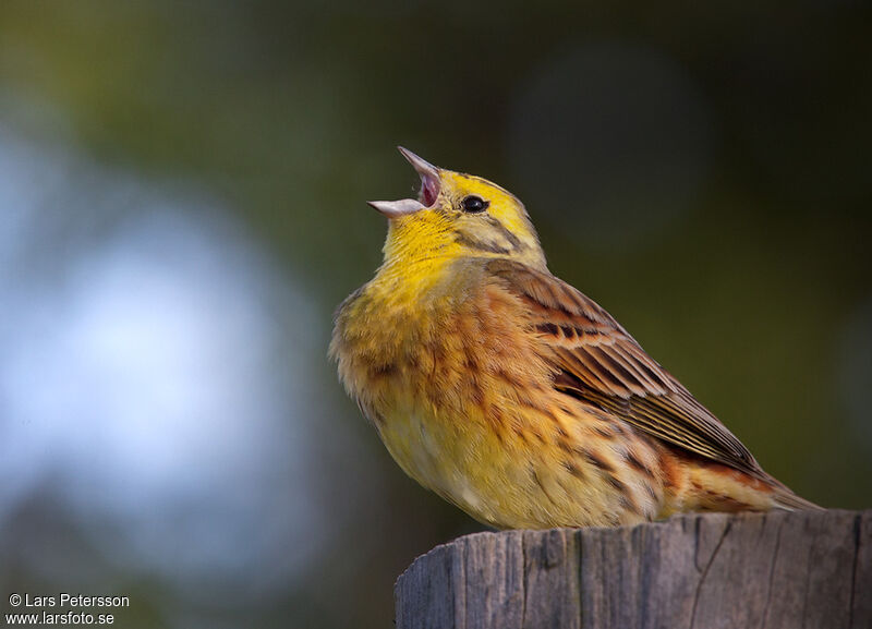 Bruant jaune