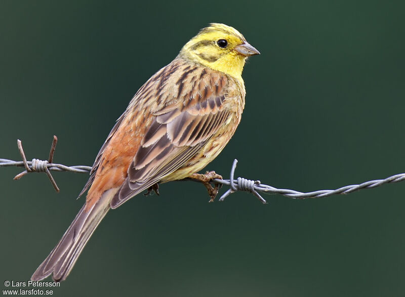 Yellowhammer