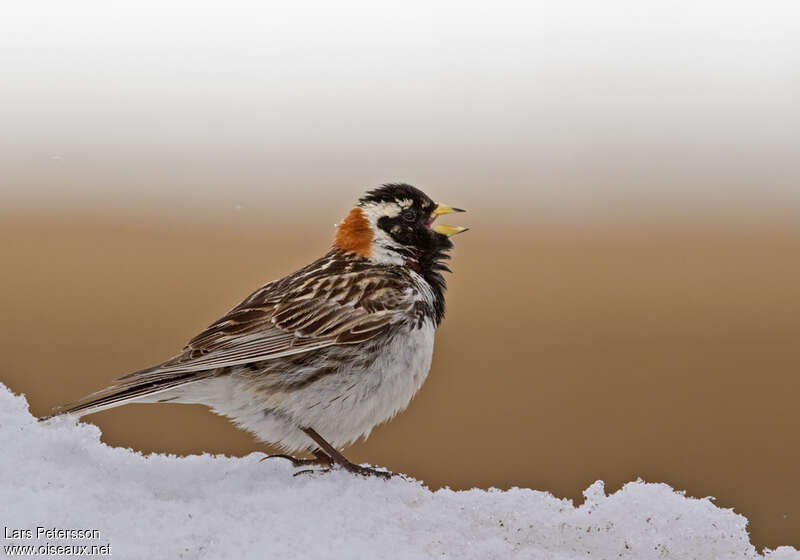 Lapland Longspur male adult breeding, song