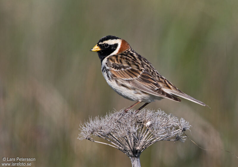 Lapland Longspur