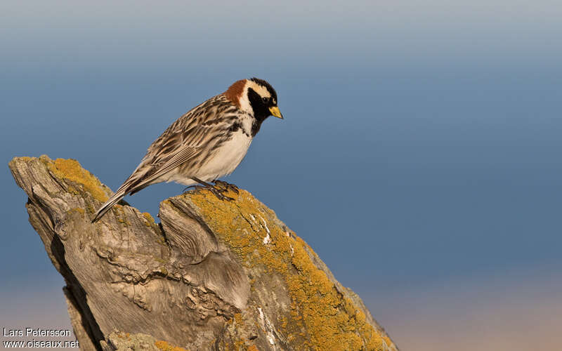 Lapland Longspur male adult breeding, identification