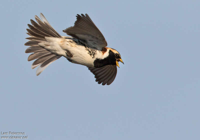 Lapland Longspur male adult breeding, Flight, song