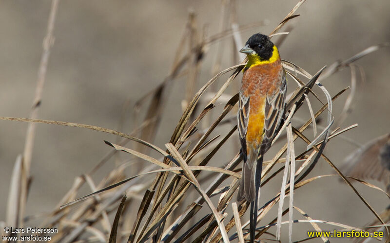 Black-headed Bunting