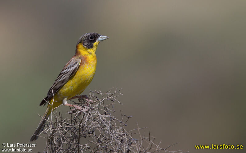 Black-headed Bunting