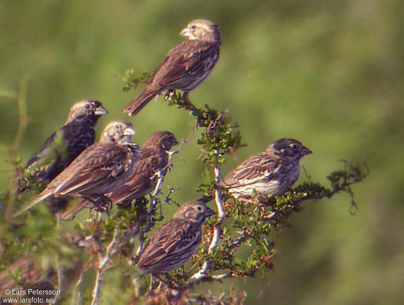 Lark Bunting